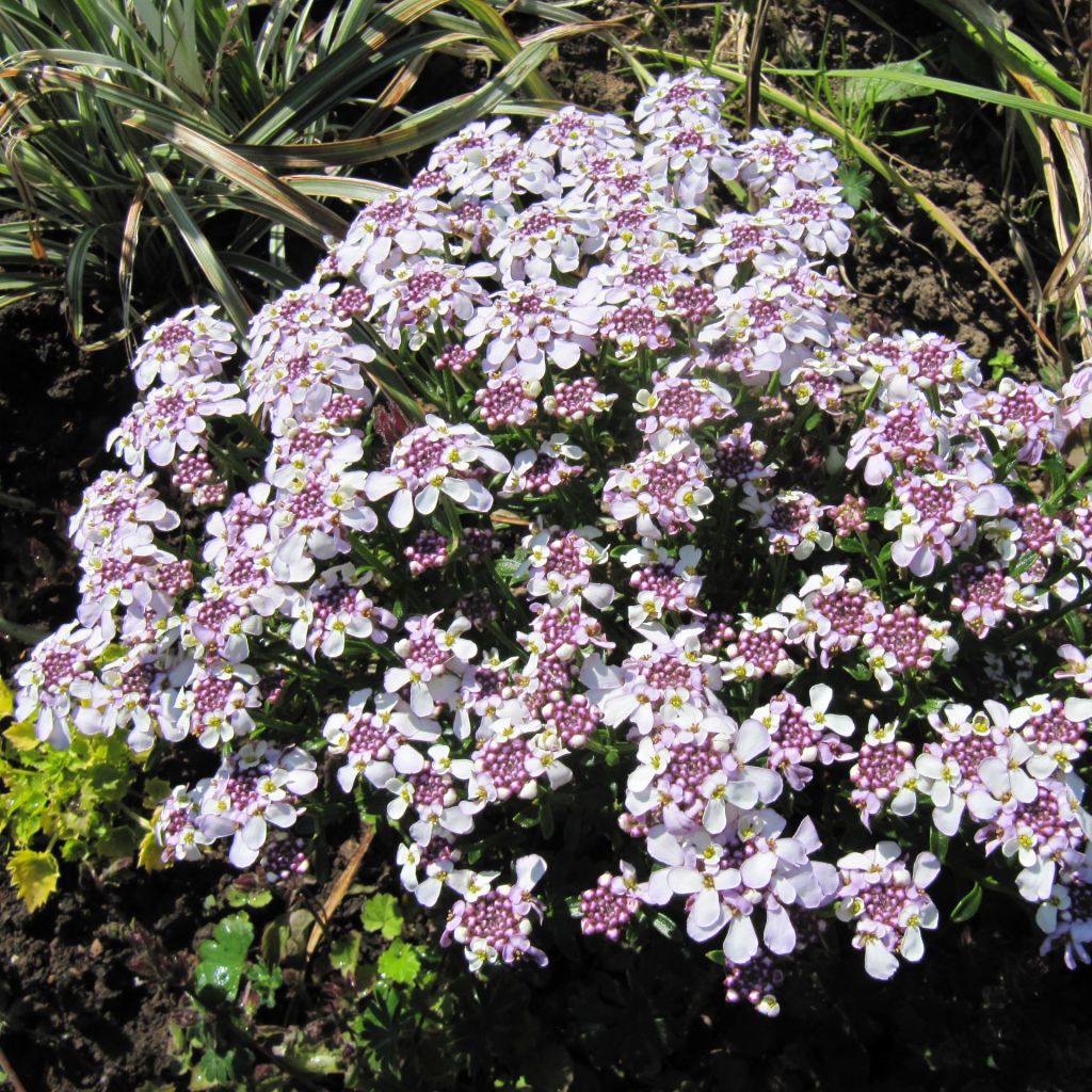 Iberis sempervirens Pink Ice - Immergrüne Schleifenblume