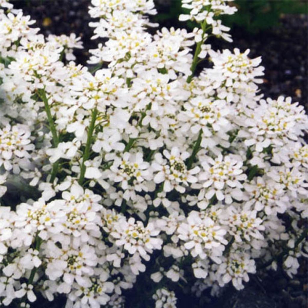 Iberis sempervirens Weisser Zwerg - Corbeille d'argent