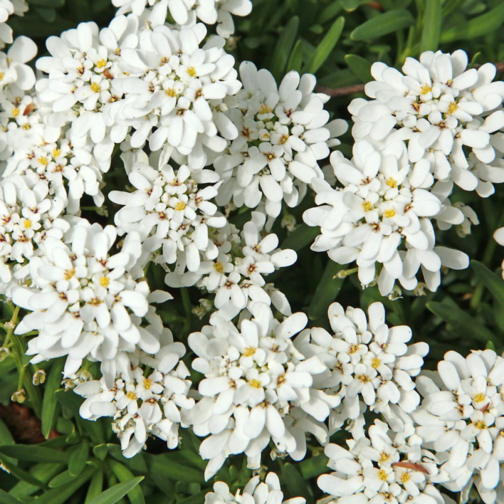 Iberis sempervirens Weisser Zwerg - Corbeille d'argent