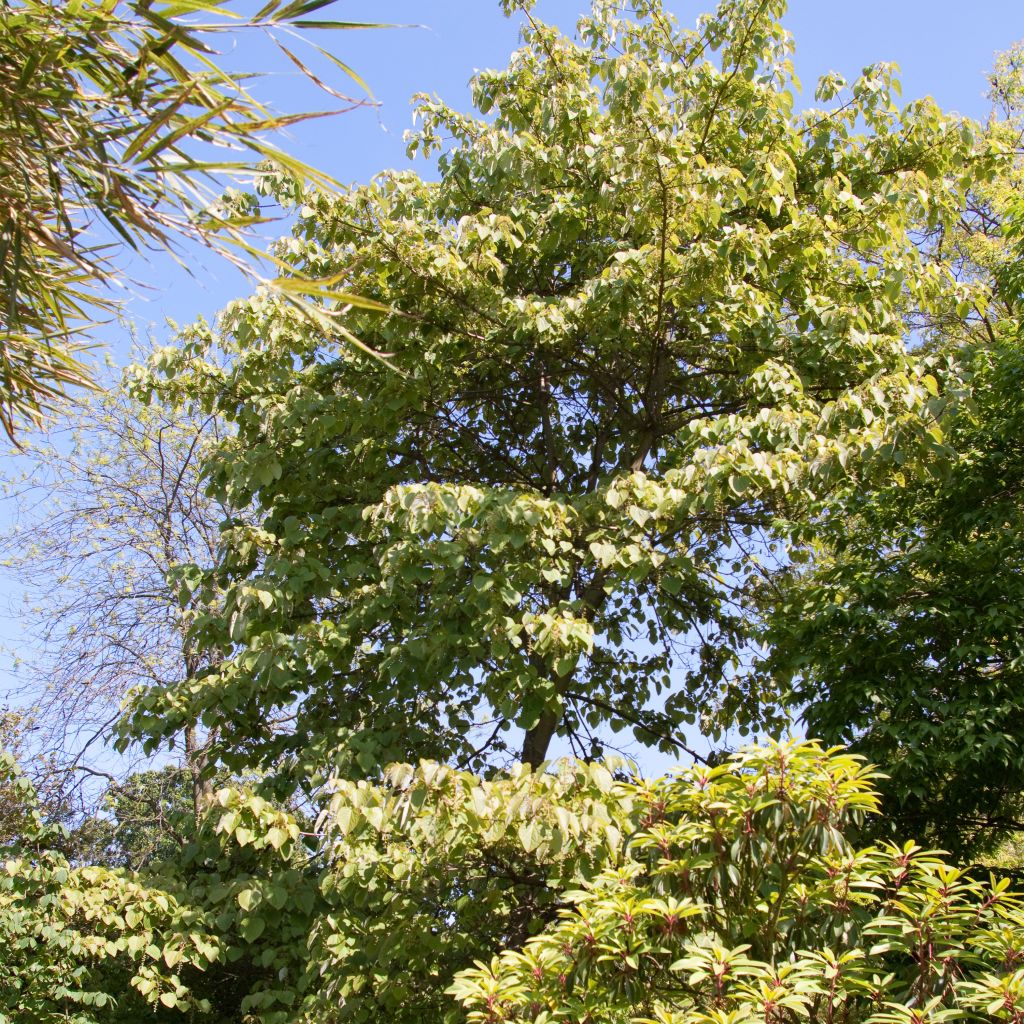 Idesia polycarpa - Orangenkirsche