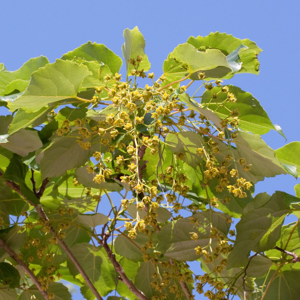 Idesia polycarpa - Orangenkirsche