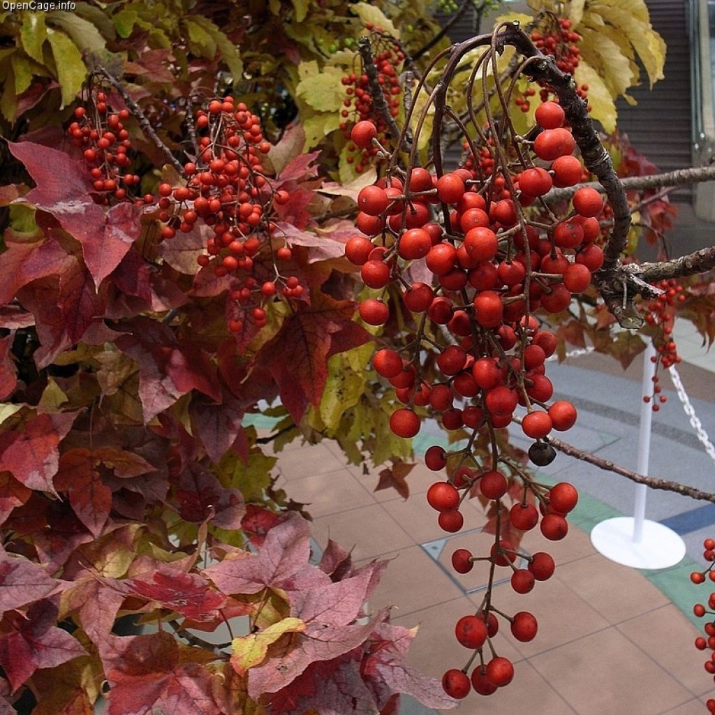 Idesia polycarpa - Orangenkirsche