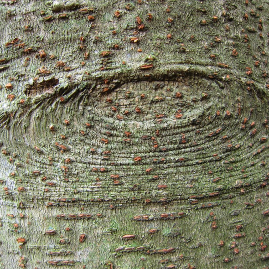 Idesia polycarpa - Orangenkirsche