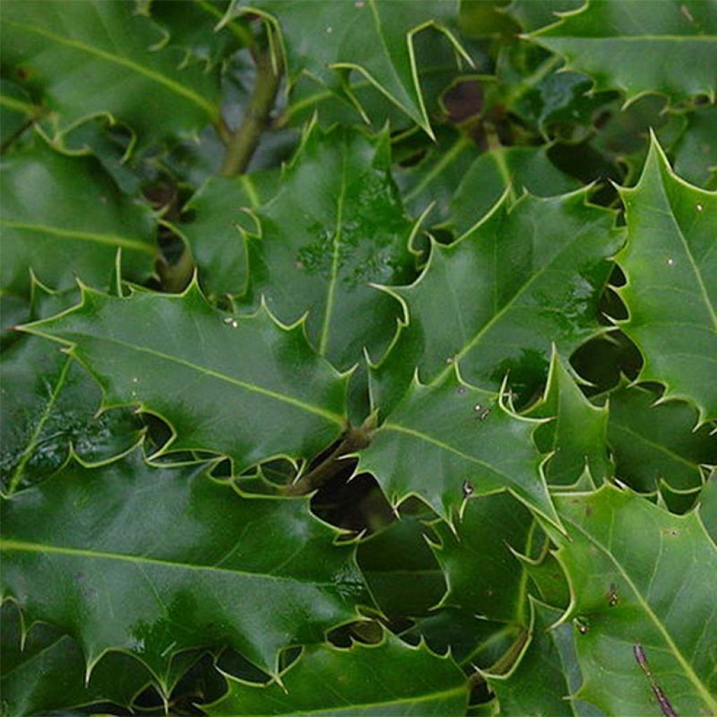 Europäische Stechpalme - Ilex aquifolium