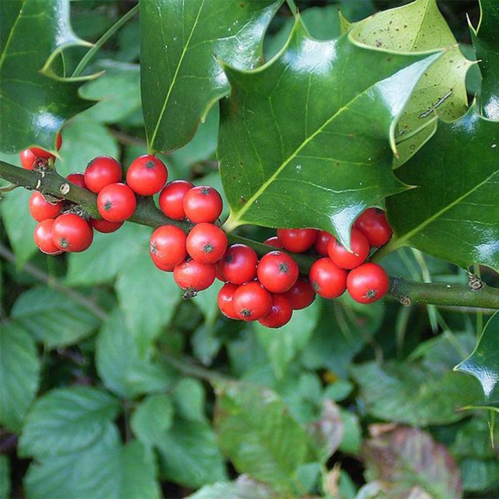 Europäische Stechpalme - Ilex aquifolium