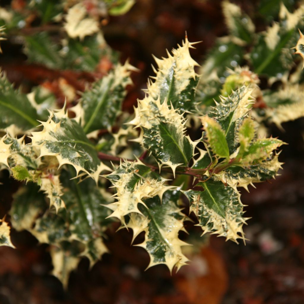 Stechpalme Ferox Argentea - Ilex aquifolium