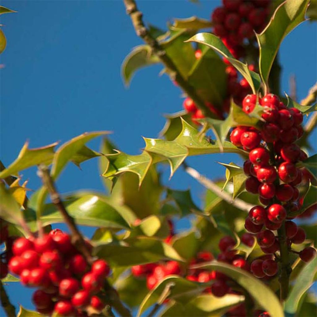 Fruchtende Stechpalme JC Van Tol - Ilex aquifolium