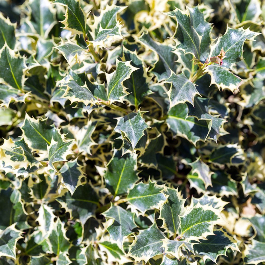 Weißbunte Stechpalme Silver Queen - Ilex aquifolium