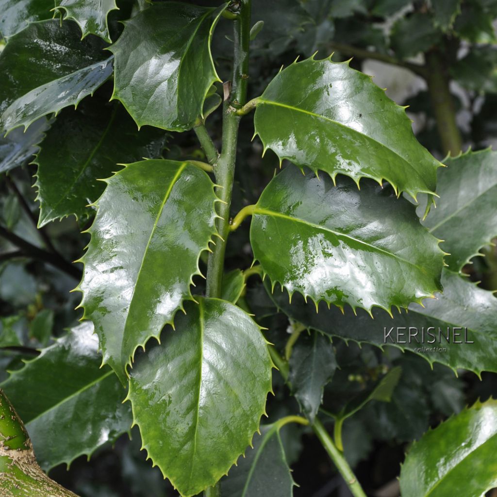 Ilex koehneana Castaenifolia - Kastanienblättrige Stechpalme