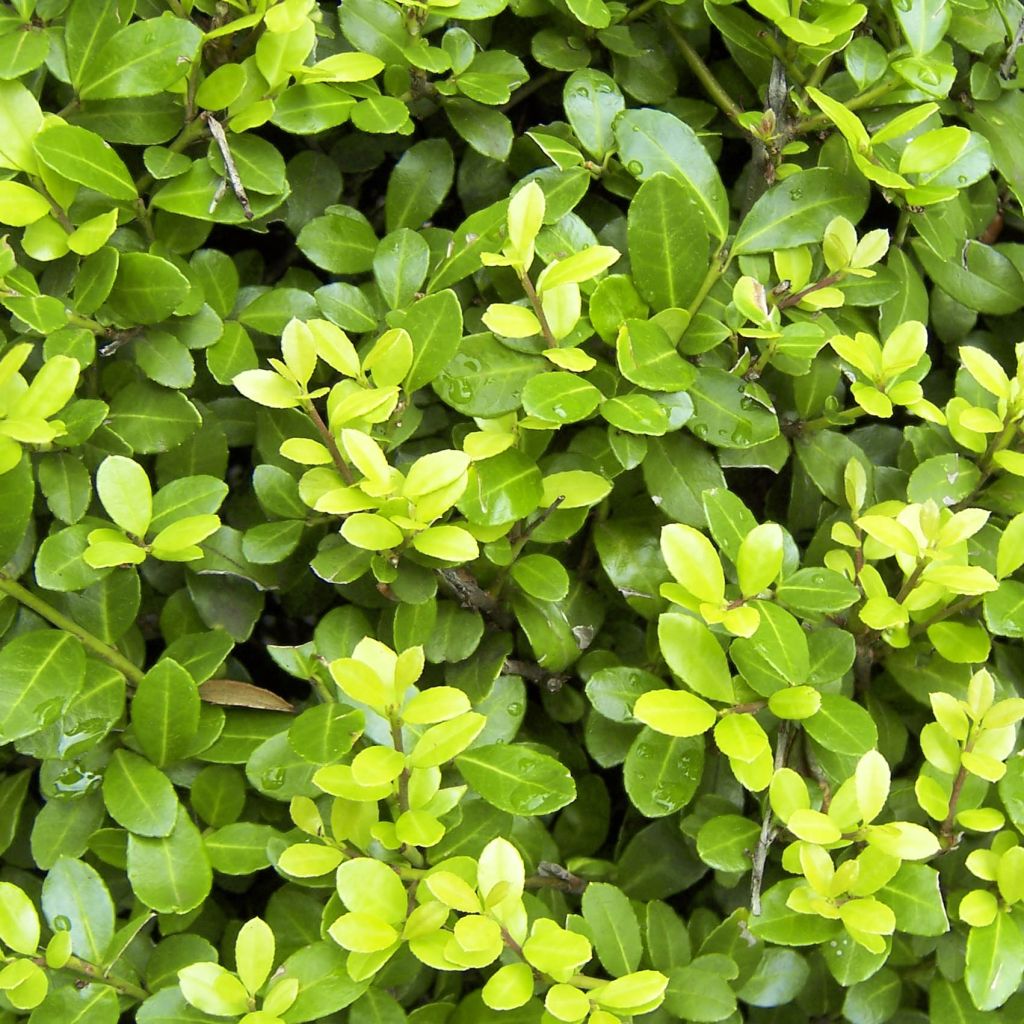 Japanische Stechpalme Blondie - Ilex crenata