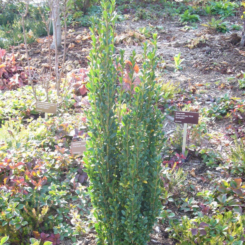 Japanische Stechpalme Fastigiata - Ilex crenata