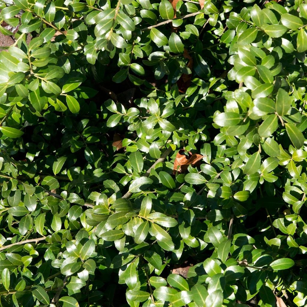 Japanische Stechpalme Kinme - Ilex crenata