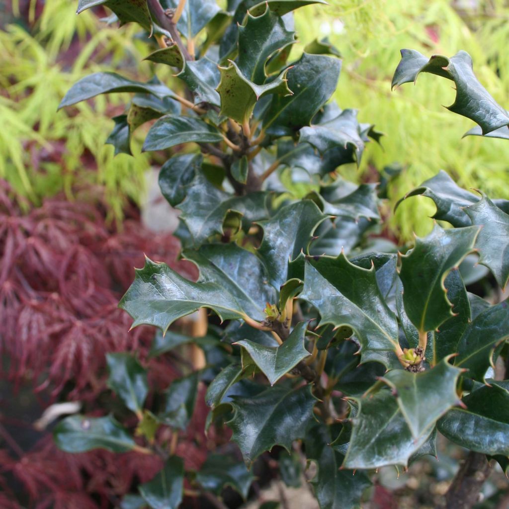 Stechpalme Blue Angel - Ilex meserveae