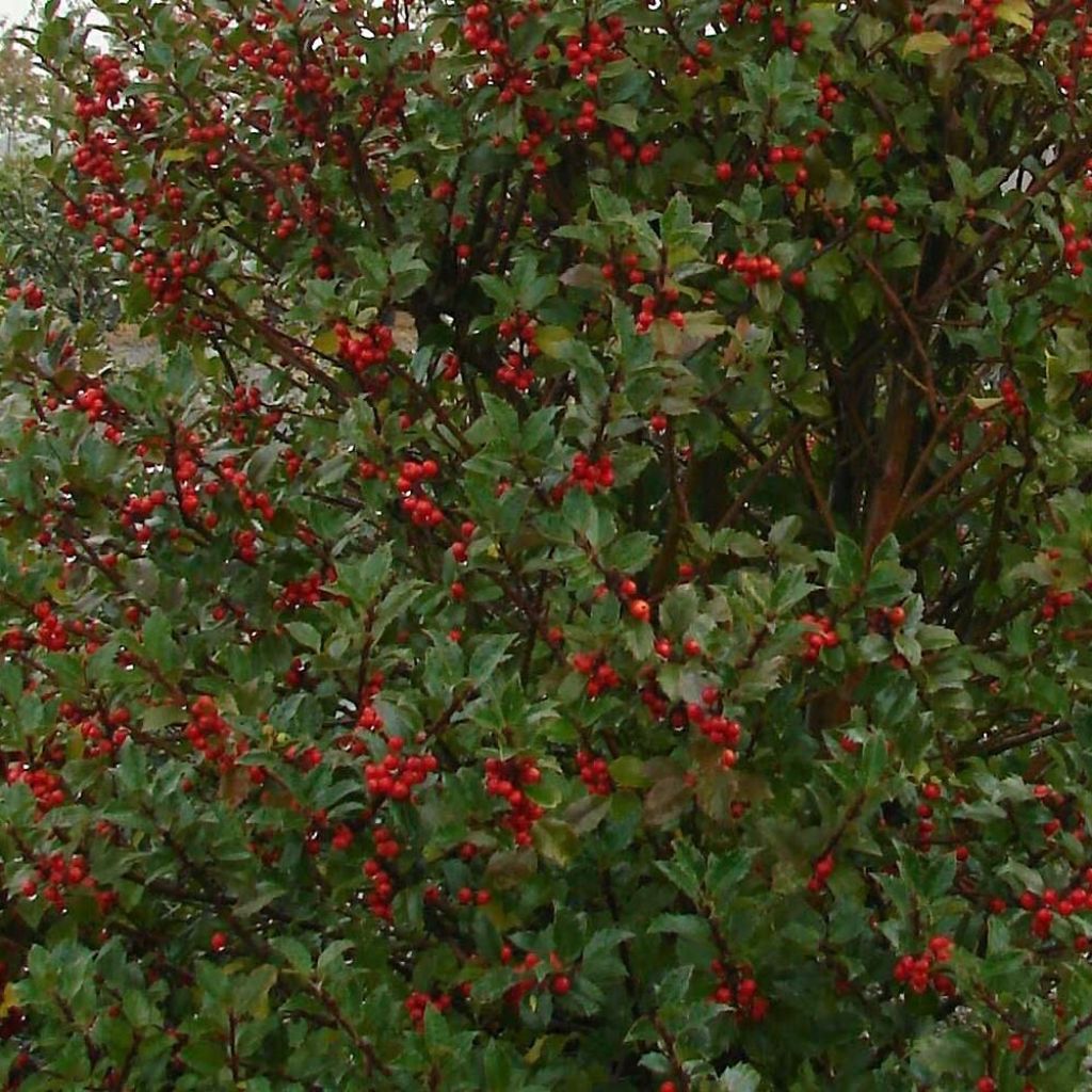 Stechpalme Heckenstar - Ilex meserveae