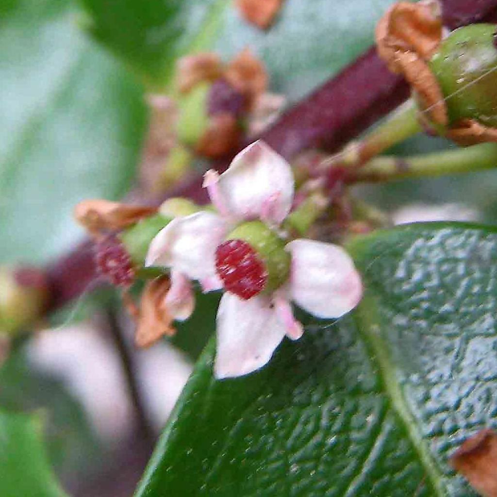 Stechpalme Heckenstar - Ilex meserveae