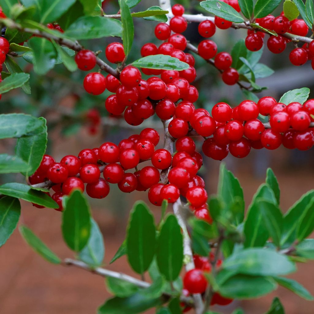 Ilex verticillata Maryland Beauty