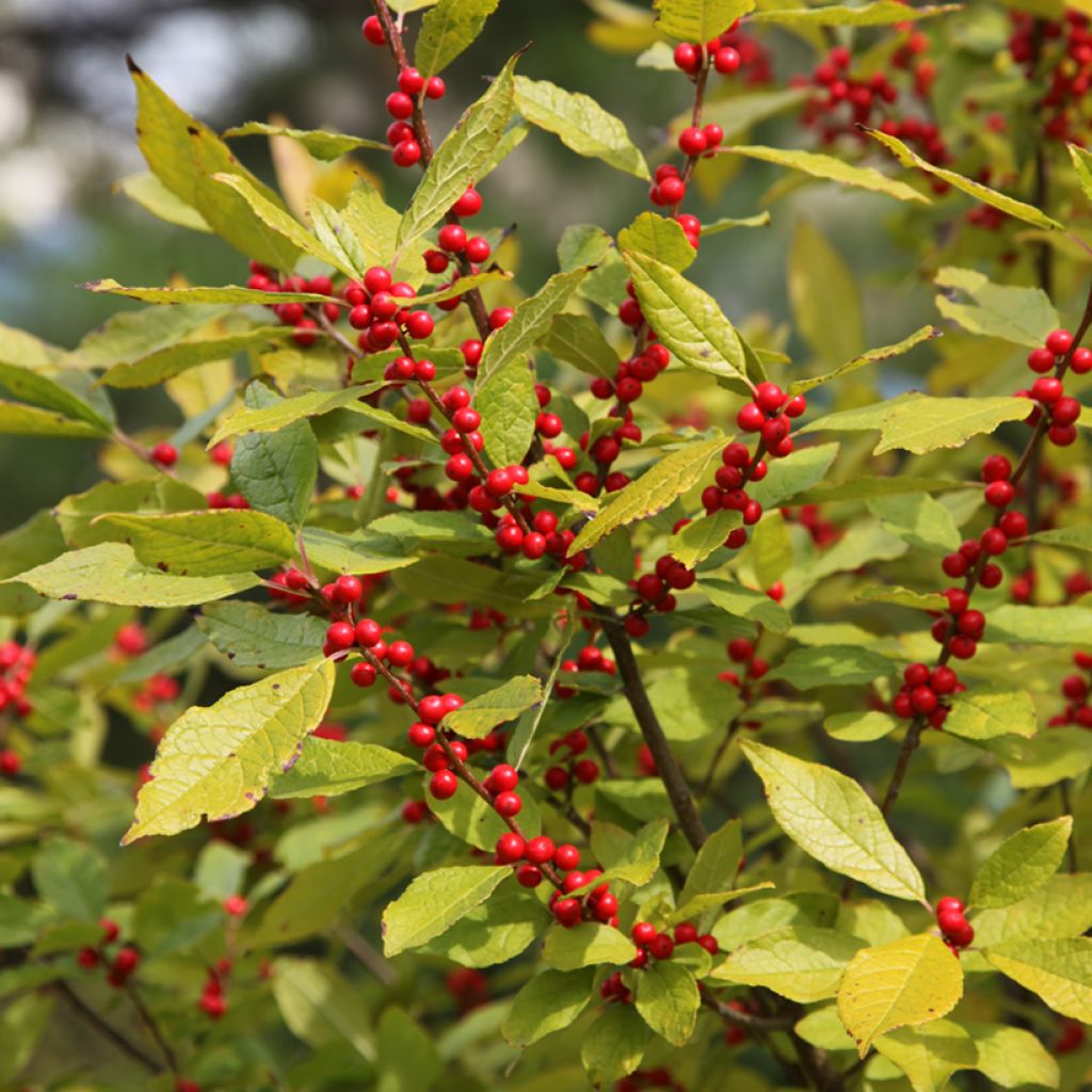 Ilex verticillata Oosterwijk - Korallenhülse