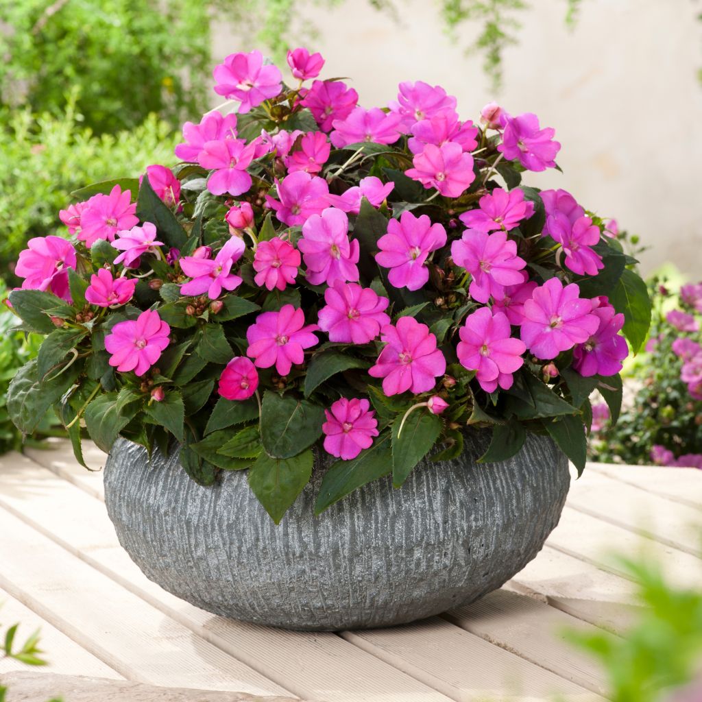 Sonnenlieschen Sunpatiens Compact Hot Lilac - Impatiens