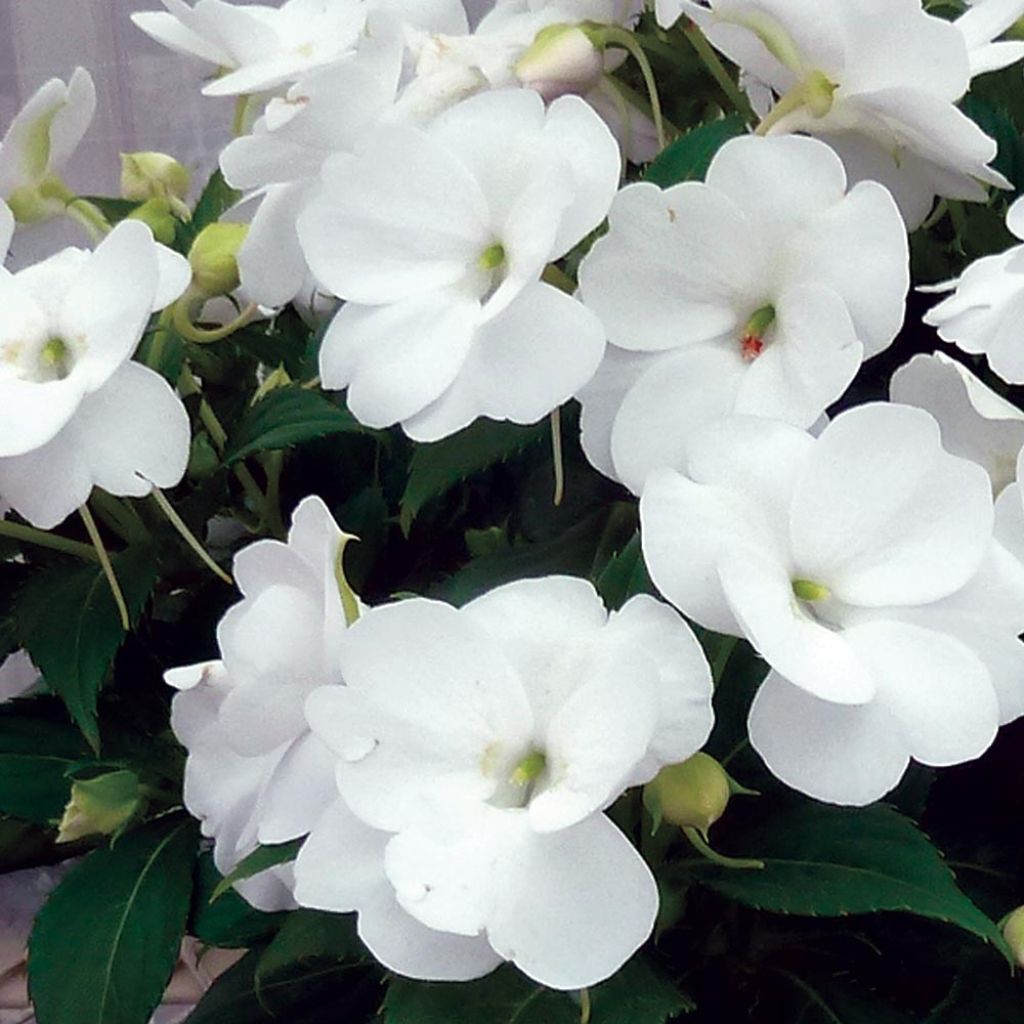 Sonnenlieschen SunPatiens Vigorous Clear White - Impatiens