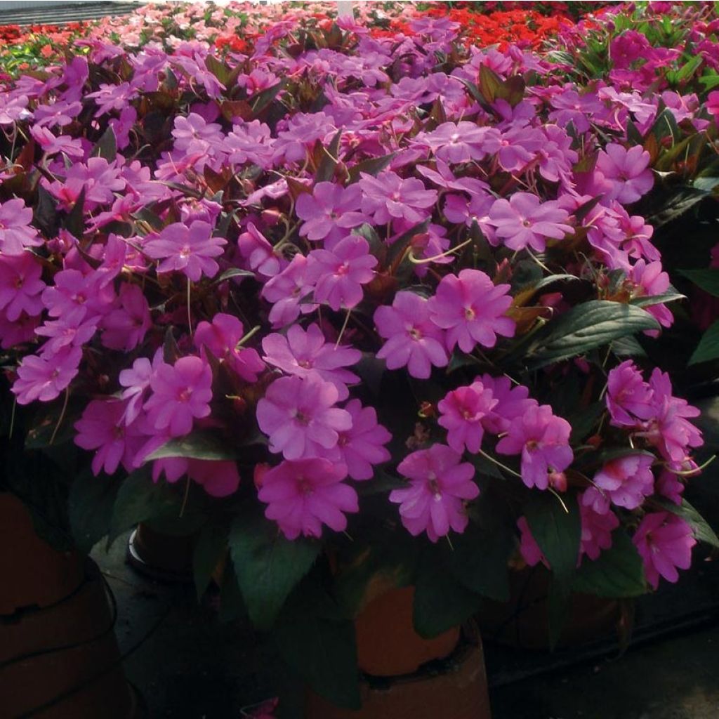 Sonnenlieschen SunPatiens Vigorous Lavender - Impatiens