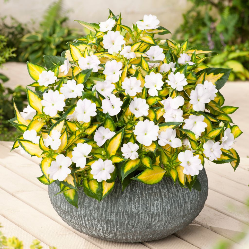 Sonnenlieschen SunPatiens Vigorous White Variegated - Impatiens