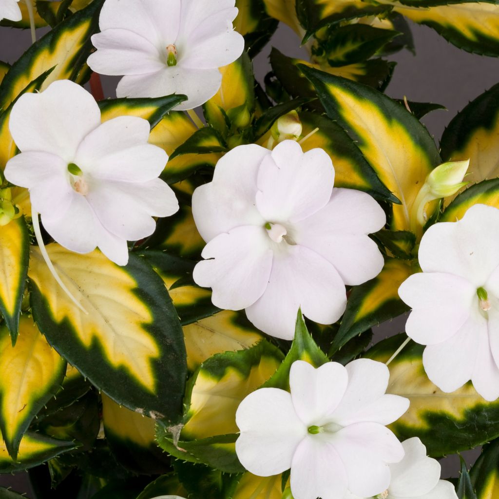 Impatiens SunPatiens Vigorous White Variegated - Impatience blanche à feuillage panaché.