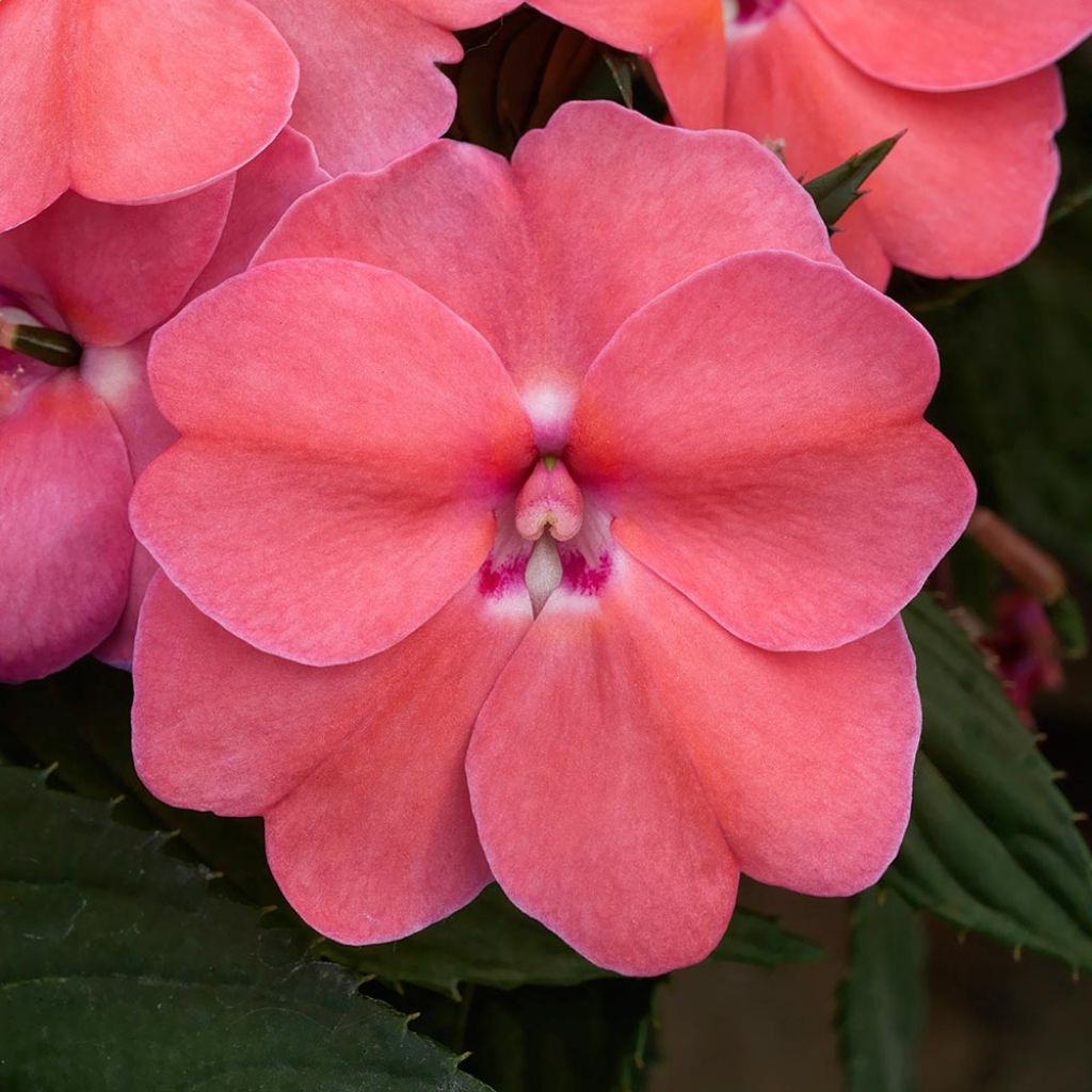 Impatiens Sunpatiens Vigorous Pink Pearl Mini-mottes