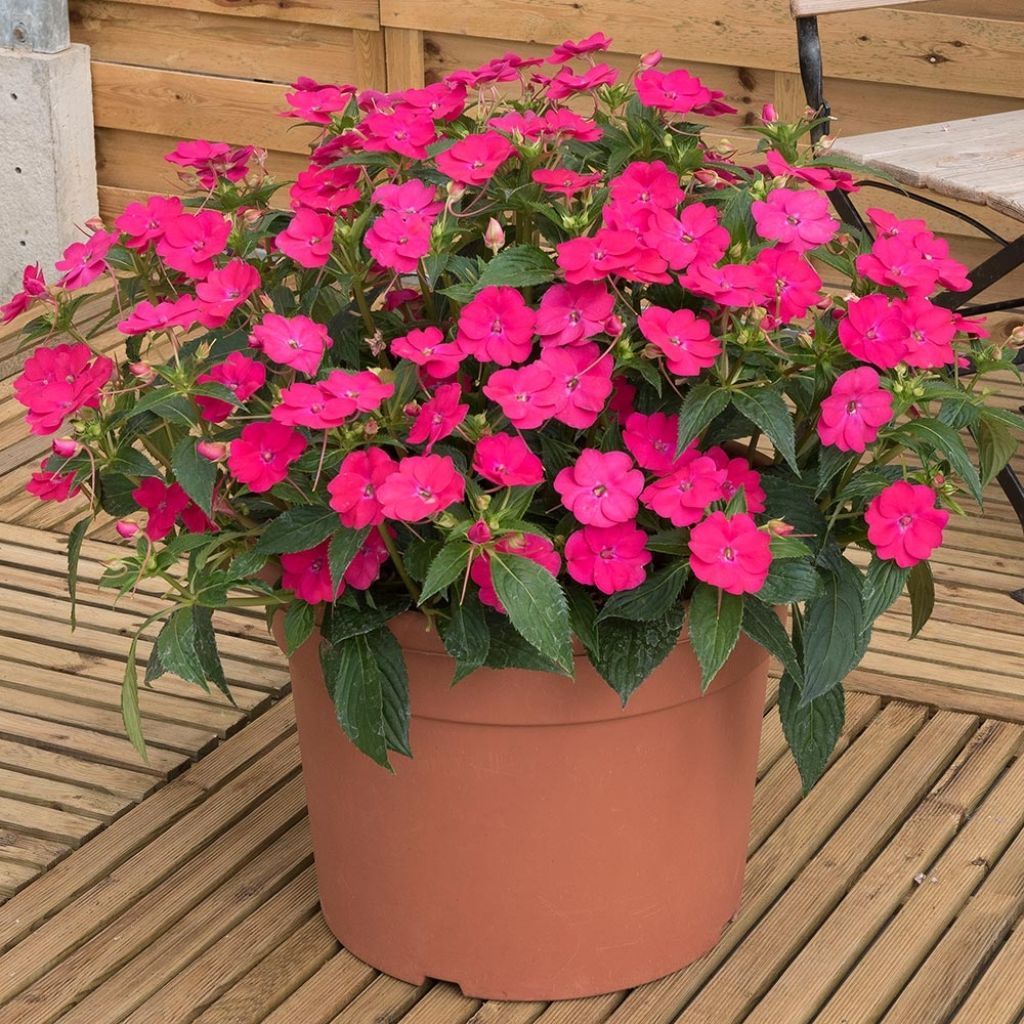 Sonnenlieschen SunPatiens Vigorous Rose Pink - Impatiens