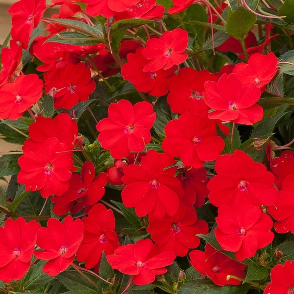 Impatiens Sunpatiens Vigorous Scarlet Mini-mottes