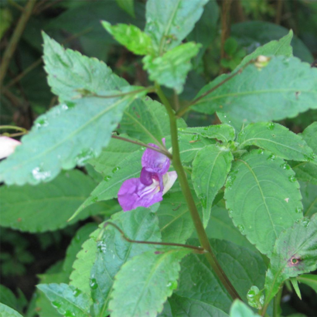 Impatiens puberula - Springkraut