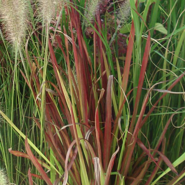 Imperata cylindrica Red Baron - Alang-Alang-Gras