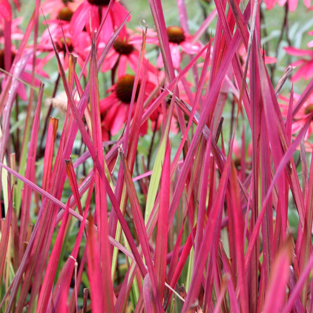 Imperata cylindrica Red Baron - Alang-Alang-Gras