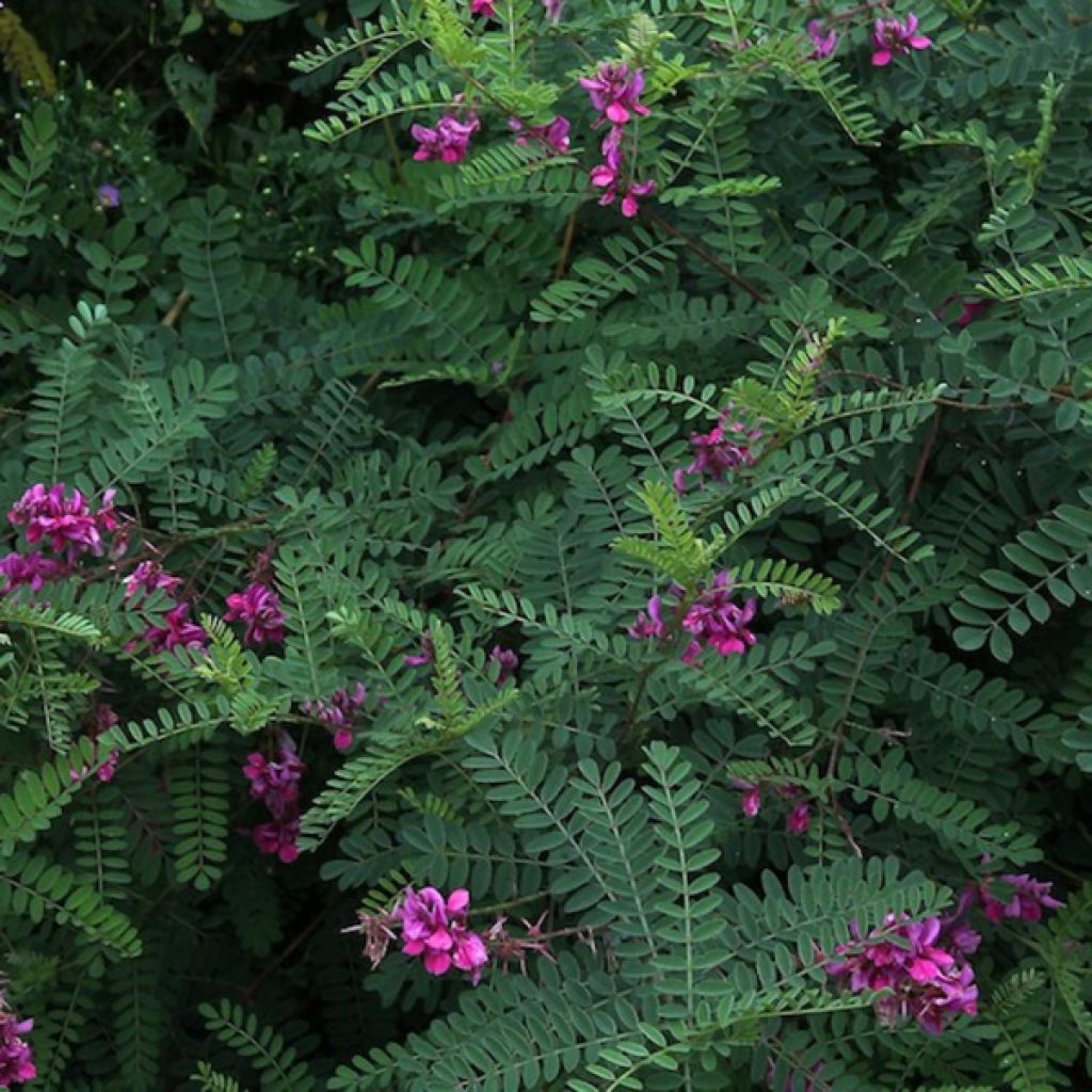 Indigofera heterantha - Himalaya -Indigostrauch