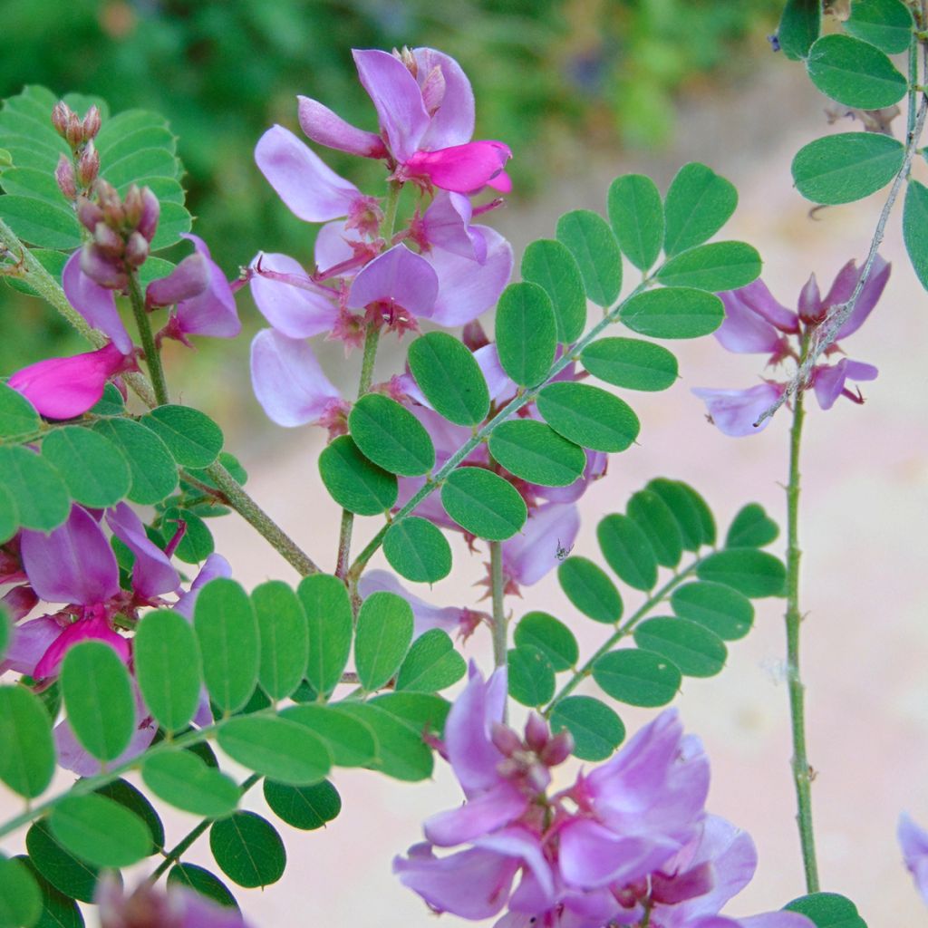 Indigofera kirilowii - Indigotier de Kirilov