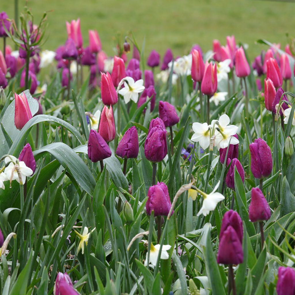 Inspiration für Frühlingszwiebeln in lila, rosa und weiß