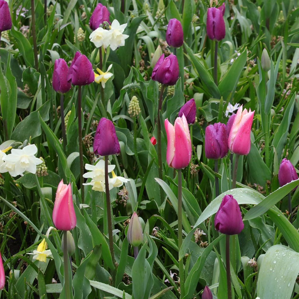 Inspiration für Frühlingszwiebeln in lila, rosa und weiß