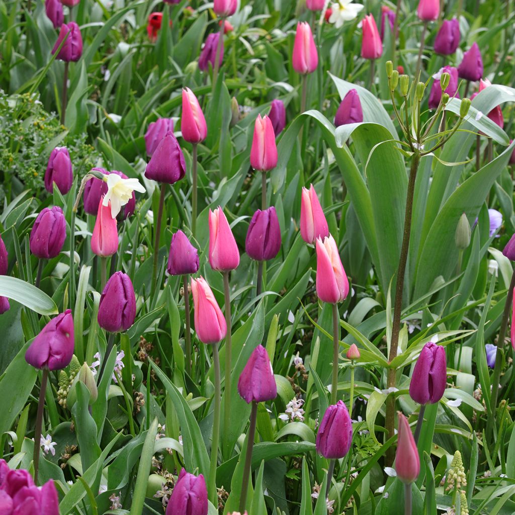 Inspiration für Frühlingszwiebeln in lila, rosa und weiß