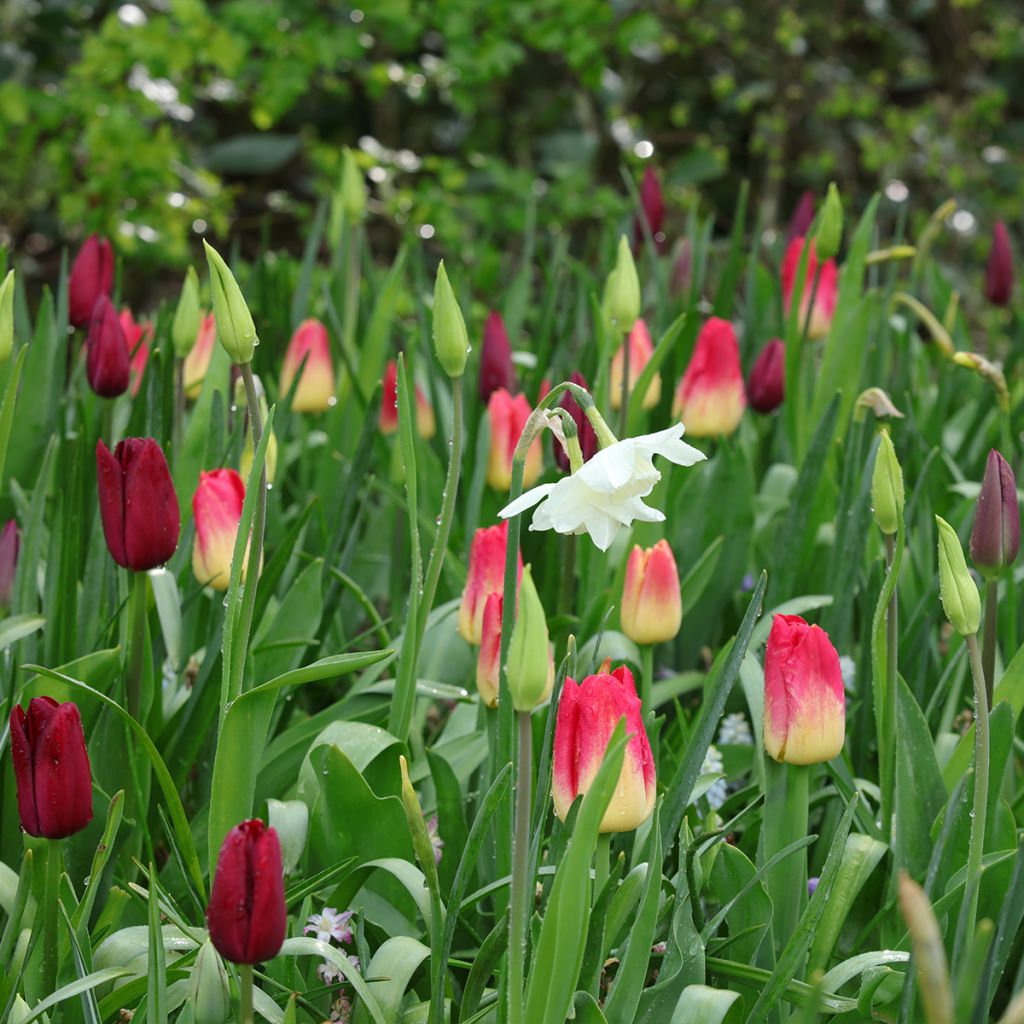 Inspiration Frühlingszwiebeln in Lila, Rot und Weiß