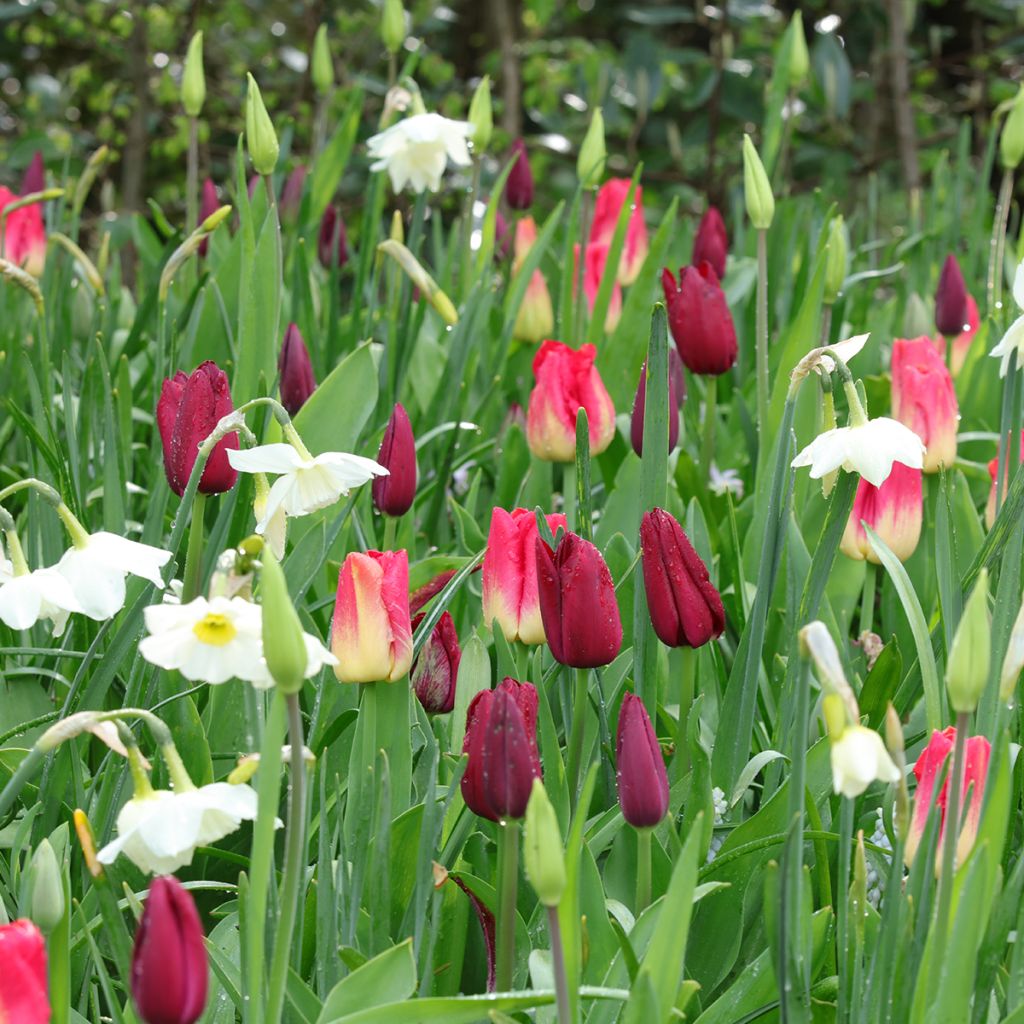 Inspiration Frühlingszwiebeln in Lila, Rot und Weiß