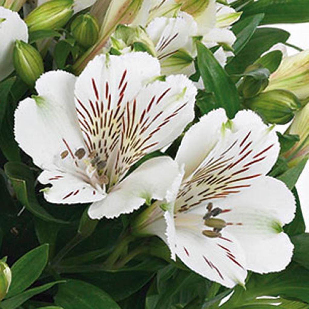 Alstroemeria Inticancha Magic White - Inkalilie