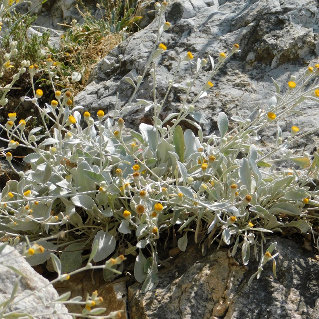 Inula candida subsp. verbascifolia - Alant