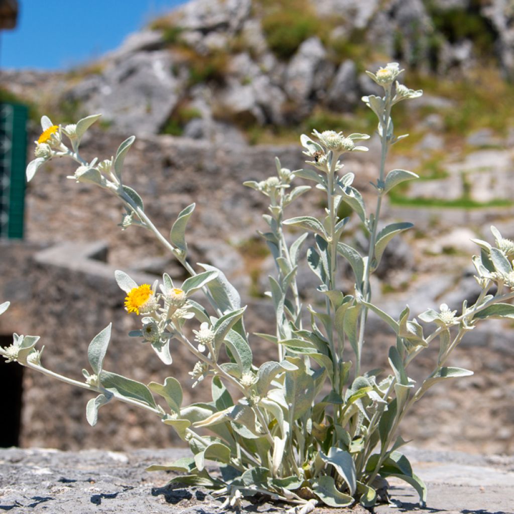 Inula candida subsp. verbascifolia - Alant