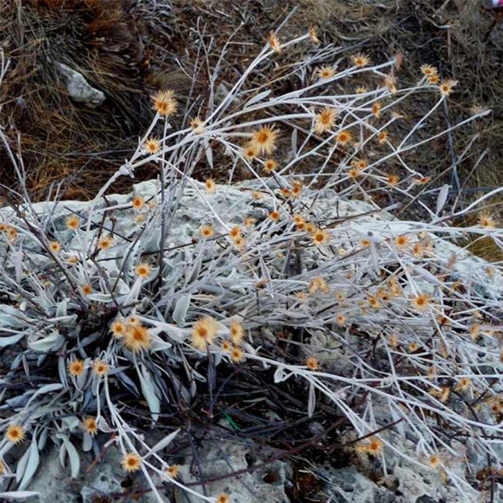 Inula candida subsp. verbascifolia - Alant