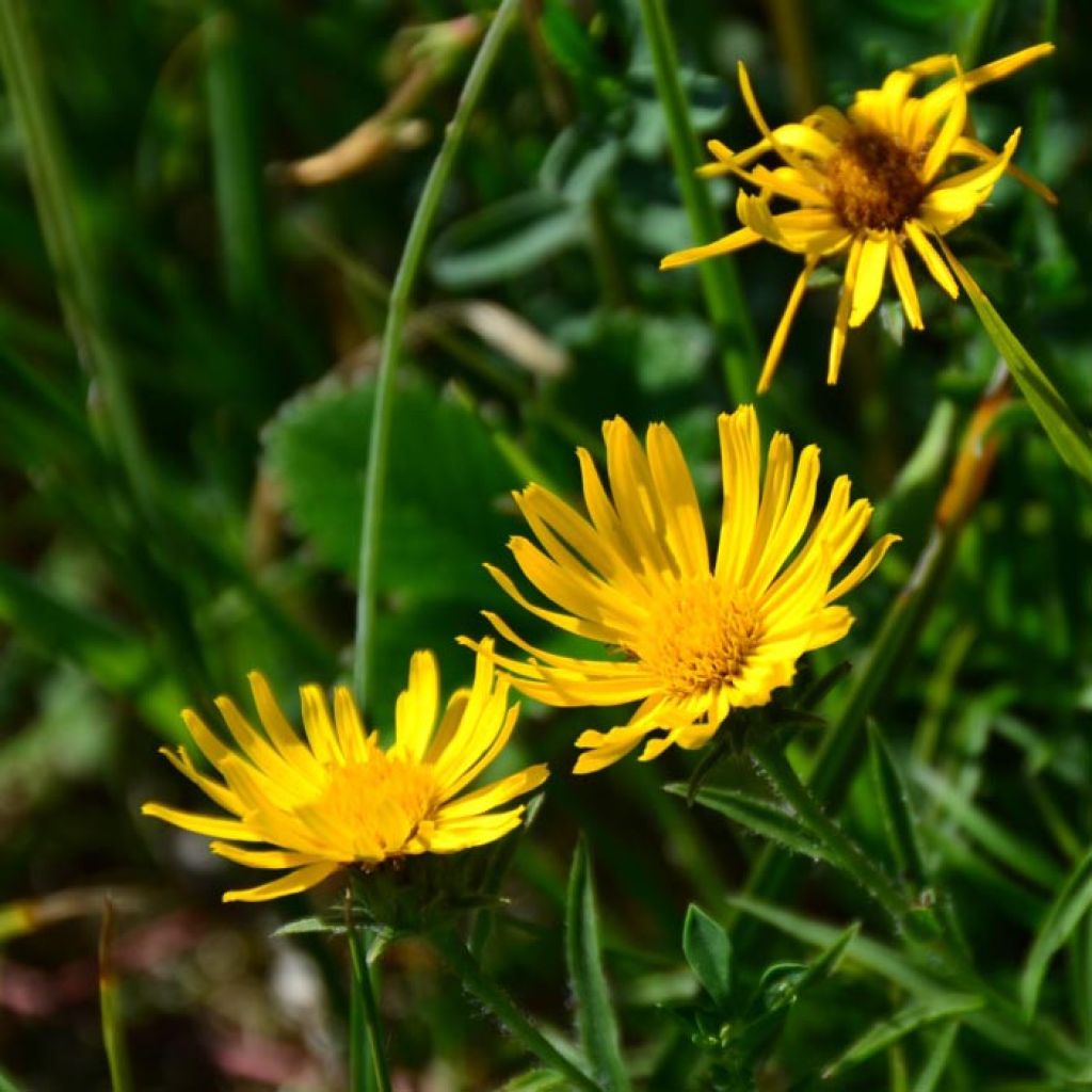 Inula ensifolia - Schwert-Alant