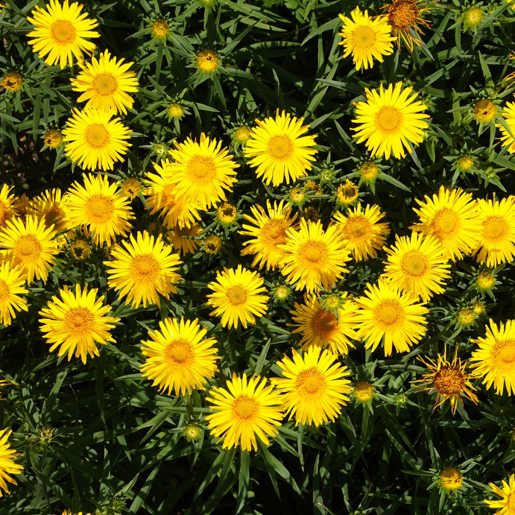 Inula ensifolia - Schwert-Alant