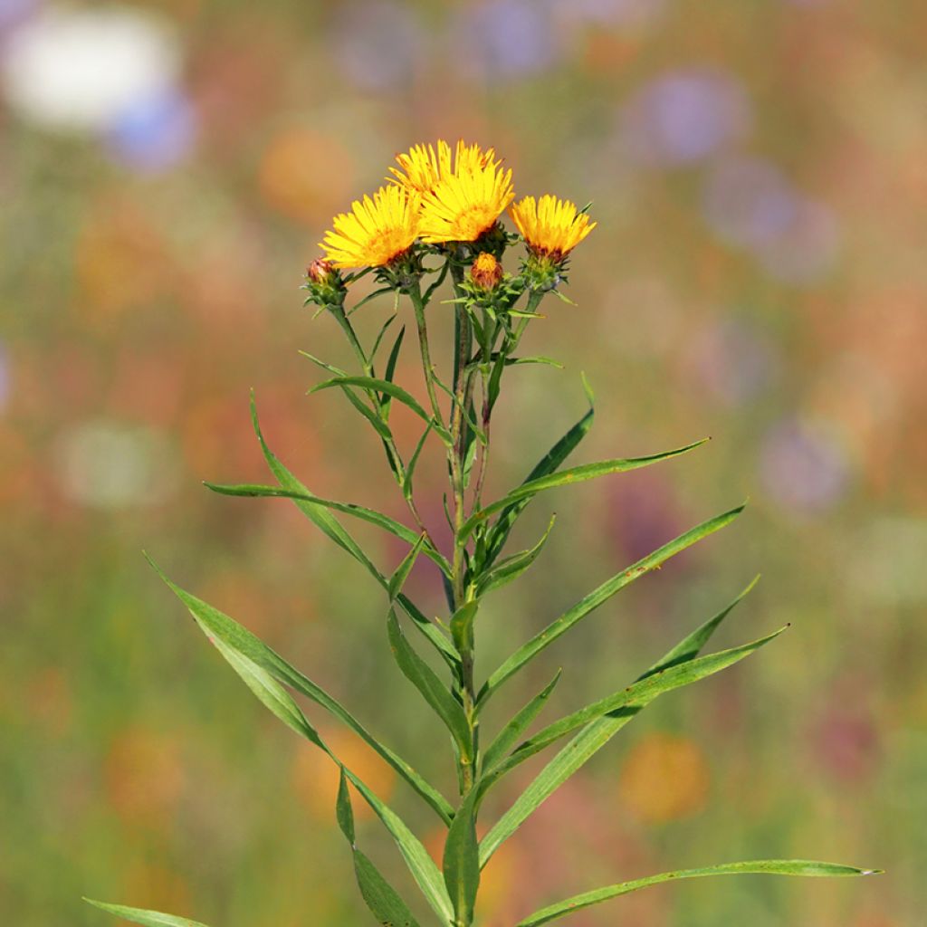 Inula ensifolia - Schwert-Alant