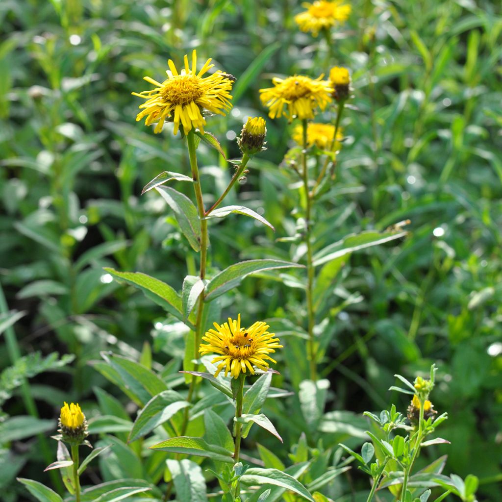 Inula ensifolia - Schwert-Alant