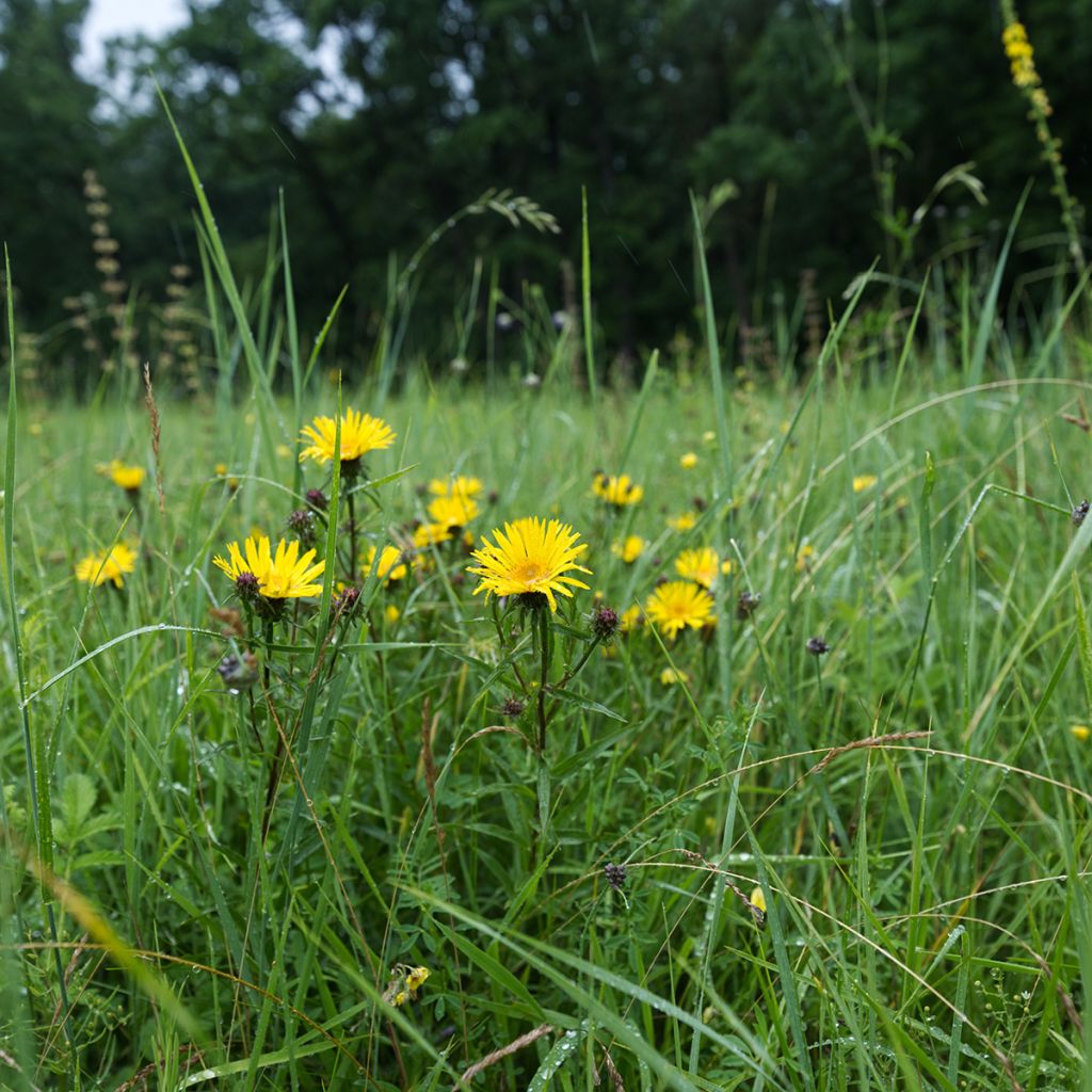 Inula ensifolia - Schwert-Alant