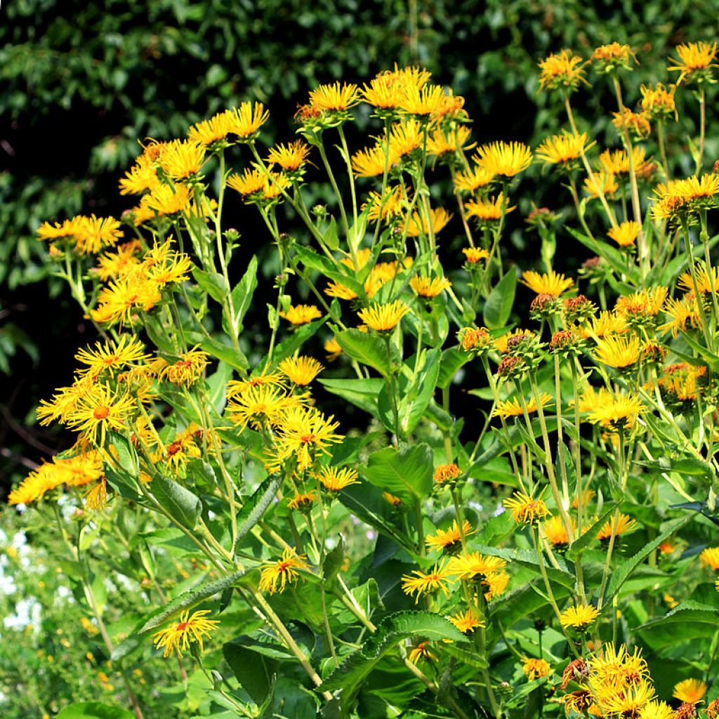 Inula helenium - Grande Aunée