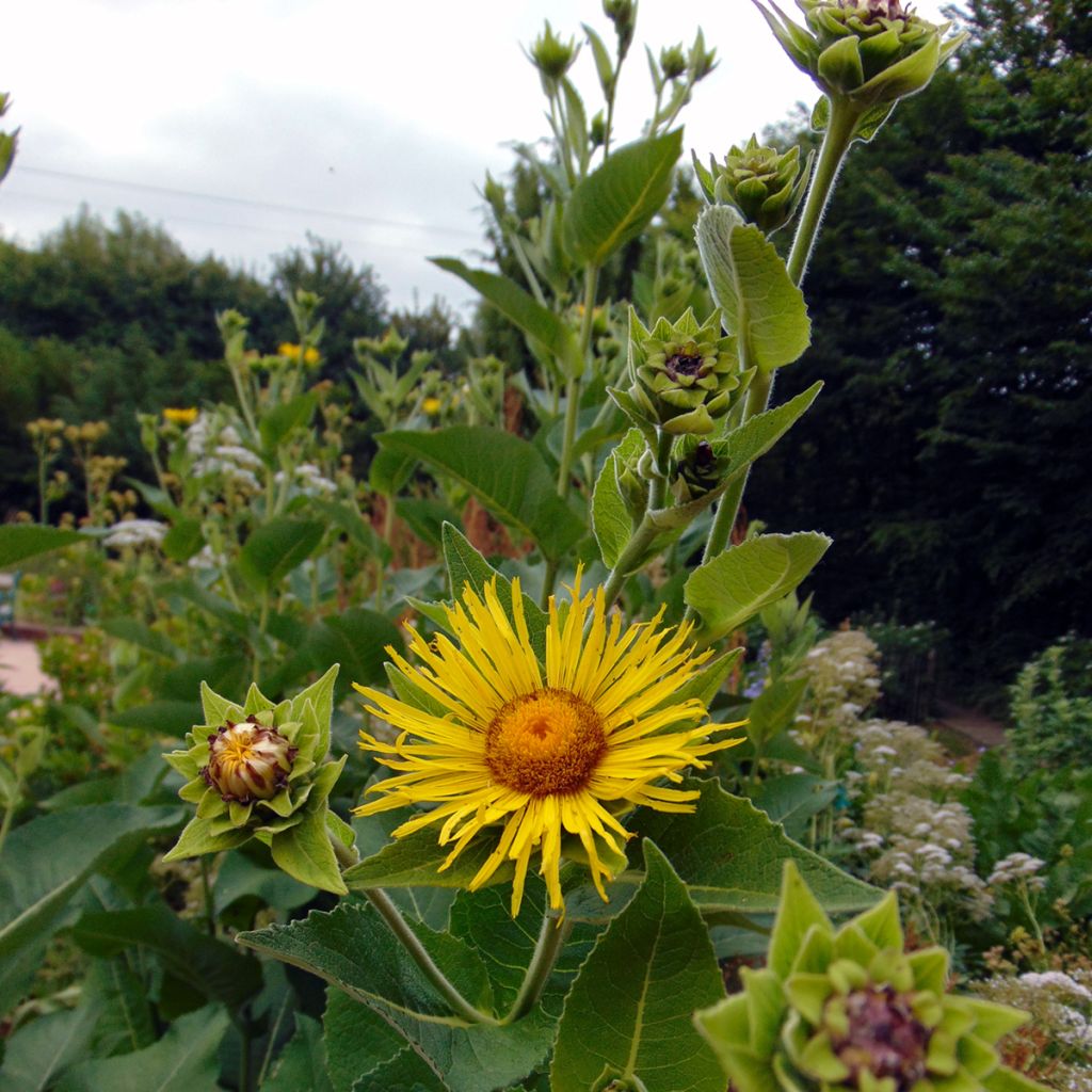 Inula helenium - Grande Aunée